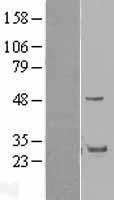 GRAP Human Over-expression Lysates NM_006613