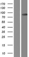 Calpain 9 (CAPN9) Human Over-expression Lysates NM_016452
