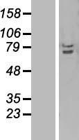 ls010758 ciks traf3ip2 human over expression lysates nm 147686 wb testing 1