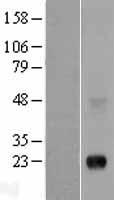 PLAC1 Human Over-expression Lysates NM_021796