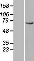 NUP50 Human Over-expression Lysates NM_007172