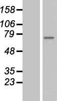BS69 (ZMYND11) Human Over-expression Lysates NM_212479