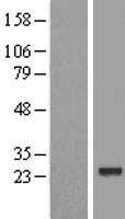 FUSIP1 (SRSF10) Human Over-expression Lysates NM_006625