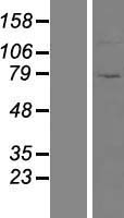 ls010780 znf234 human over expression lysates nm 001144824 wb testing 2