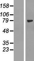 ls010782 znf274 human over expression lysates nm 133502 wb testing 1