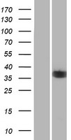 ls010783 nek6 human over expression lysates nm 001166171 wb testing 6