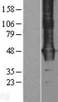 WDR4 Human Over-expression Lysates NM_033661