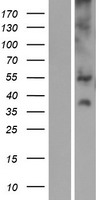 ls010786 slc17a3 human over expression lysates nm 001098486 wb testing 1