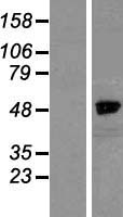 NCKAP1 Human Over-expression Lysates NM_013436