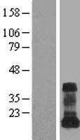 VAMP5 Human Over-expression Lysates NM_006634