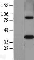 ls010797 mthfd2 human over expression lysates nm 006636 wb testing 1