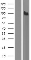MSF (SEPT9) Human Over-expression Lysates NM_001113493
