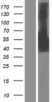 ls010801 msf sept9 human over expression lysates nm 001113496 wb testing 2