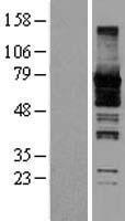 ls010801 msf sept9 human over expression lysates nm 006640 wb testing 1
