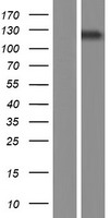 SEC24A Human Over-expression Lysates NM_021982