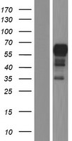 ENTR1 Human Over-expression Lysates NM_001039707