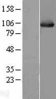 Hsp105 (HSPH1) Human Over-expression Lysates NM_006644