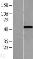 NOXA1 Human Over-expression Lysates NM_006647