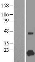CPLX1 Human Over-expression Lysates NM_006651