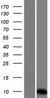 ls010816 spint3 human over expression lysates nm 006652 wb testing 1