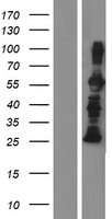 SNT2 (FRS3) Human Over-expression Lysates NM_006653