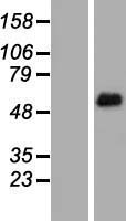 FRS2 Human Over-expression Lysates NM_001042555