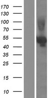 ls010825 sialidase 3 neu3 human over expression lysates nm 006656 wb testing 1