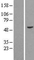 FAM114A2 Human Over-expression Lysates NM_018691