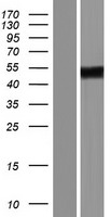 ZNF275 Human Over-expression Lysates NM_001080485