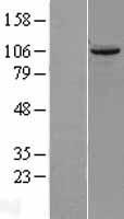 TUBGCP2 Human Over-expression Lysates NM_006659