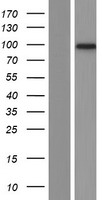 ls010848 iaspp ppp1r13l human over expression lysates nm 006663 wb testing 2