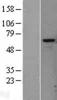 Heparanase 1 (HPSE) Human Over-expression Lysates NM_001098540
