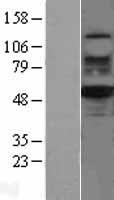 RUVBL2 Human Over-expression Lysates NM_006666