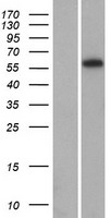 ls010865 arid5a human over expression lysates nm 212481 wb testing 1