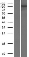 ls010869 usp19 human over expression lysates nm 006677 wb testing 1