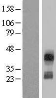 ls010871 cd300c human over expression lysates nm 006678 wb testing 1
