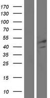 ls010875 fgl2 human over expression lysates nm 006682 wb testing 1