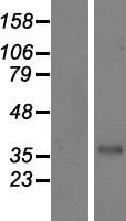 ls010878 cfhr3 human over expression lysates nm 021023 wb testing 1