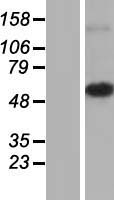 MRPS30 Human Over-expression Lysates NM_016640
