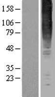 GPR83 Human Over-expression Lysates NM_016540
