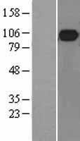 MALT1 Human Over-expression Lysates NM_006785