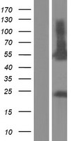ls010900 rpip8 rundc3a human over expression lysates nm 001144825 wb testing 1