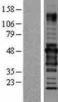ls010900 rpip8 rundc3a human over expression lysates nm 006695 wb testing 2