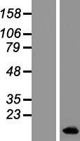 ls010904 blcap human over expression lysates nm 006698 wb testing 1