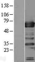 ls010906 trafd1 human over expression lysates nm 006700 wb testing 2