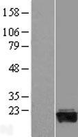 GADD45G Human Over-expression Lysates NM_006705