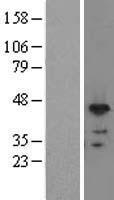ls010921 rnps1 human over expression lysates nm 006711 wb testing 1