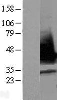 ls010921 rnps1 human over expression lysates nm 080594 wb testing 2