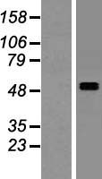 SMPDL3A Human Over-expression Lysates NM_006714