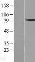 DBF4 Human Over-expression Lysates NM_006716